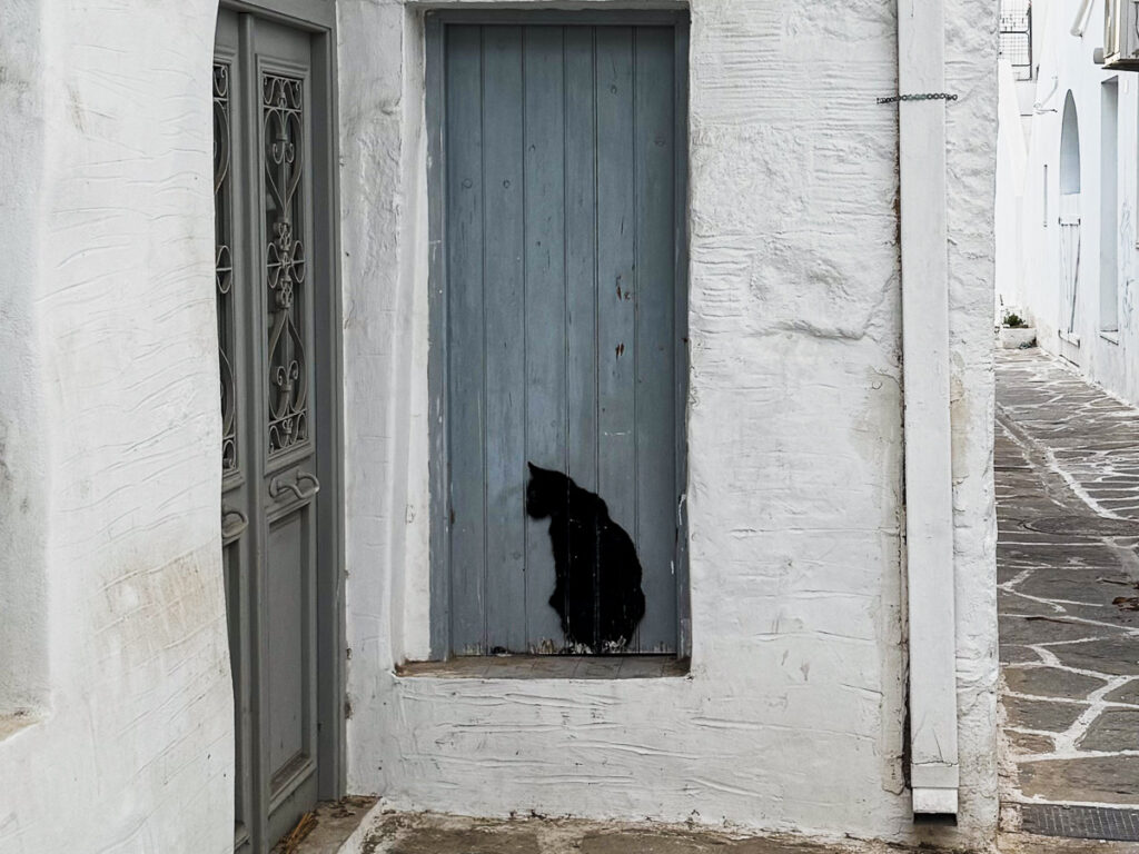 painted cat